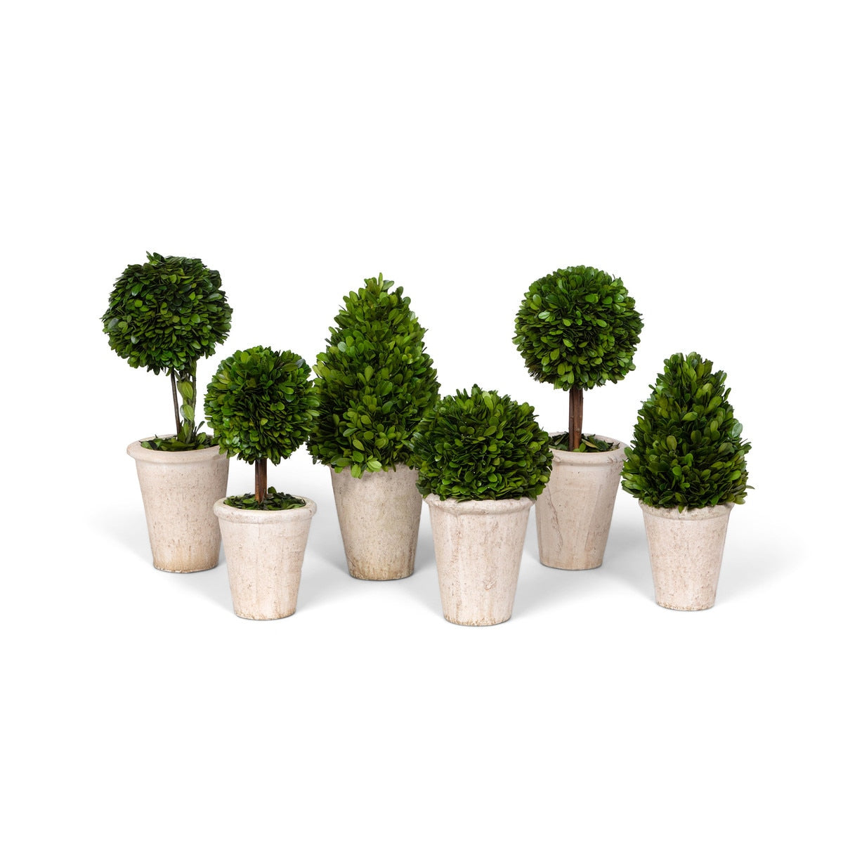 Collection of Boxwood Topiaries, Set of 6, Assorted Sizes style shot 1