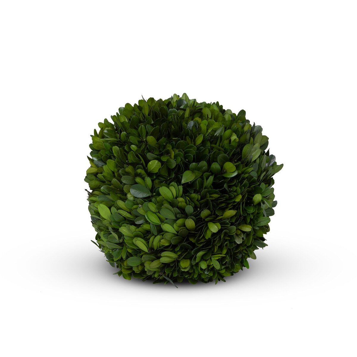 Preserved Boxwood Ball, 8" style shot 1