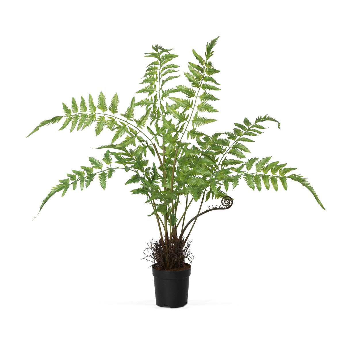 Forest Fern Plant in Growers Pot, Large style shot 1