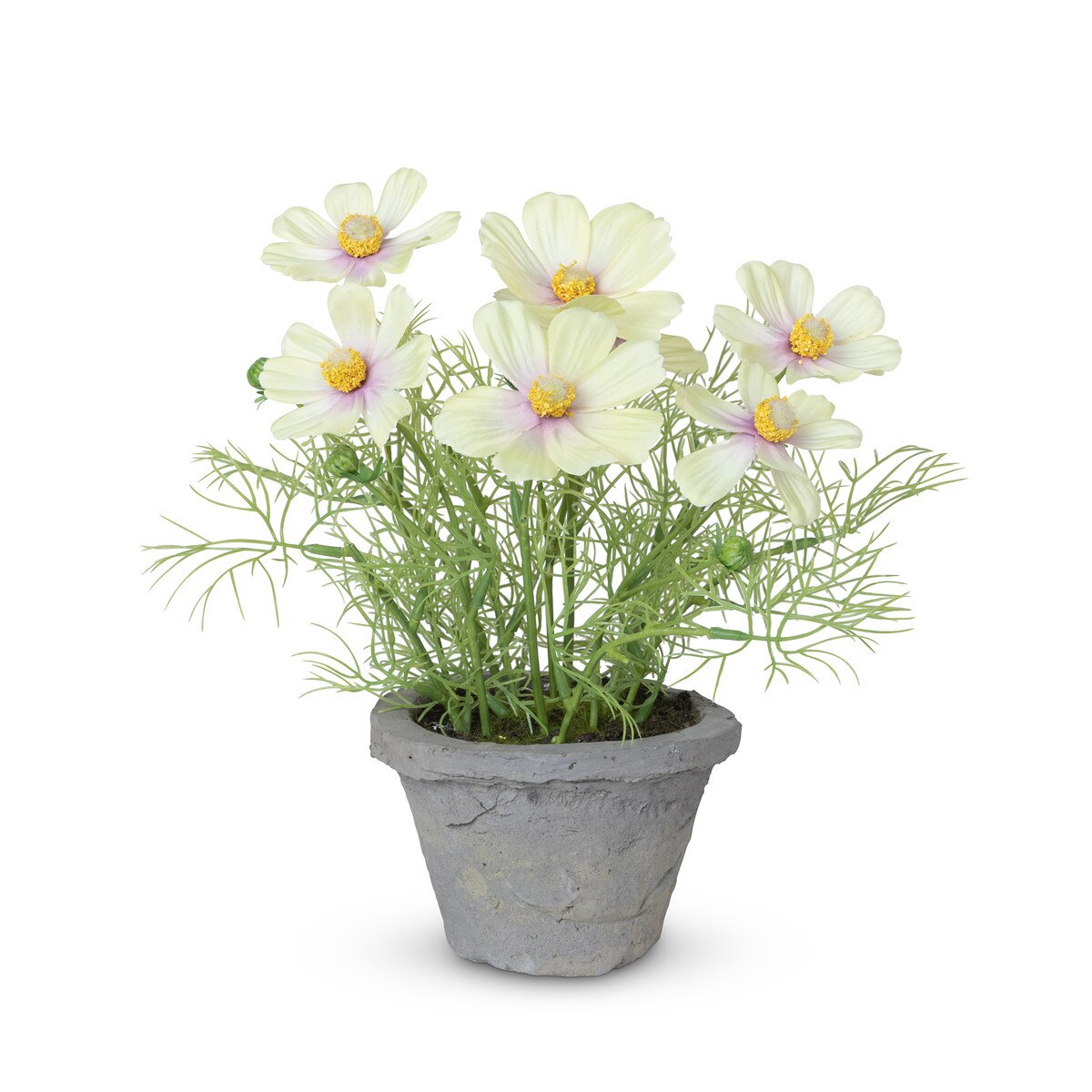 Cosmos Plant in Terra Cotta Pot, Light Yellow style shot 1