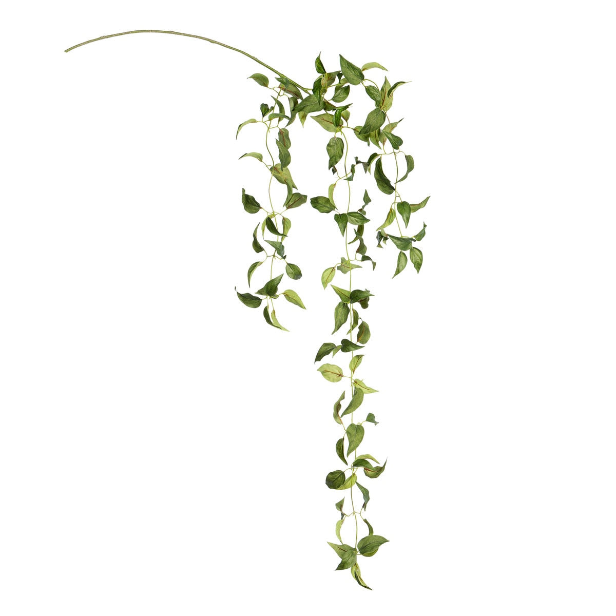 Smilax Vine