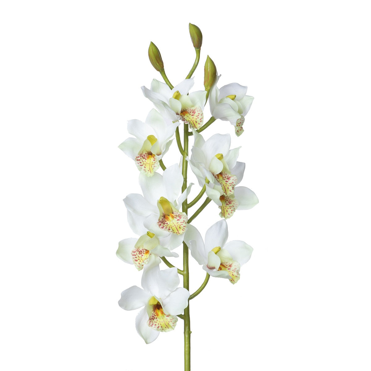 Cymbidium Orchid Stem, Cream style shot 2