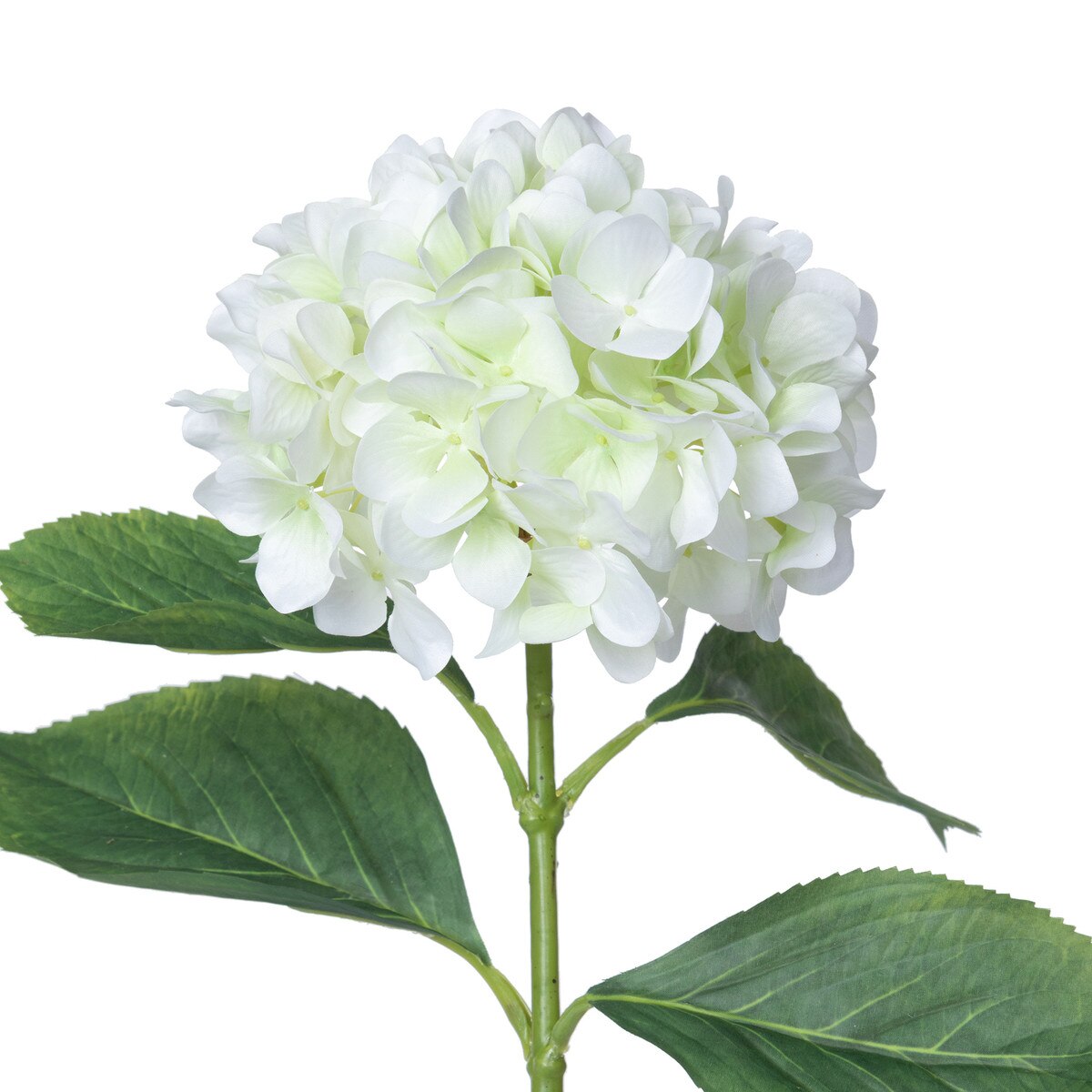 Garden Hydrangea, Cream/Green style shot 2