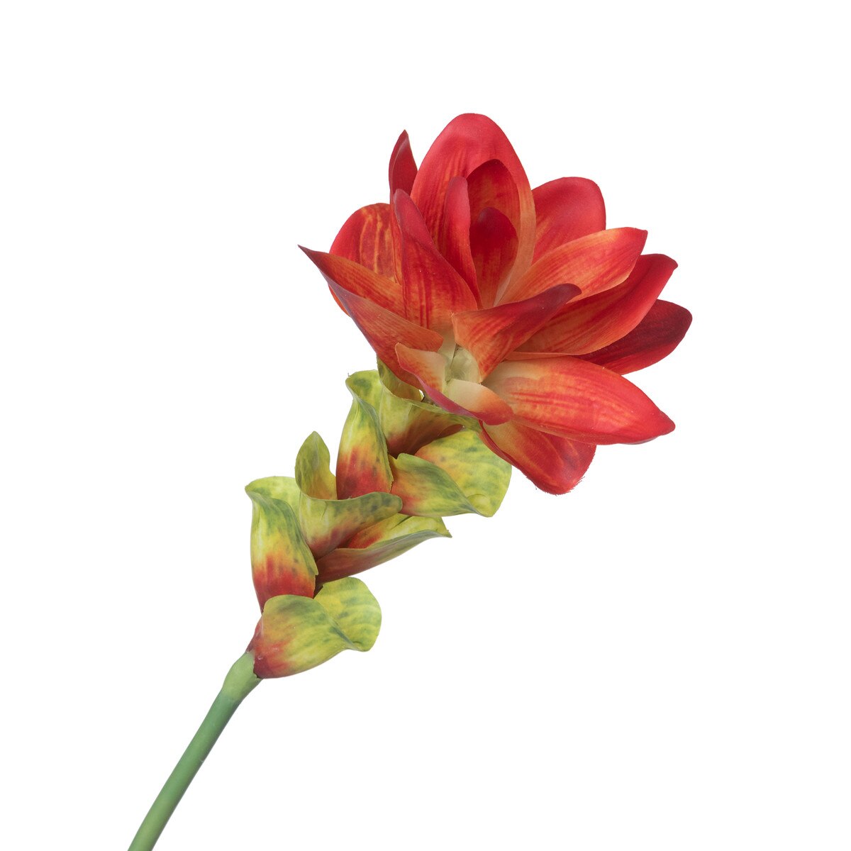 Curcuma Stem style shot 2