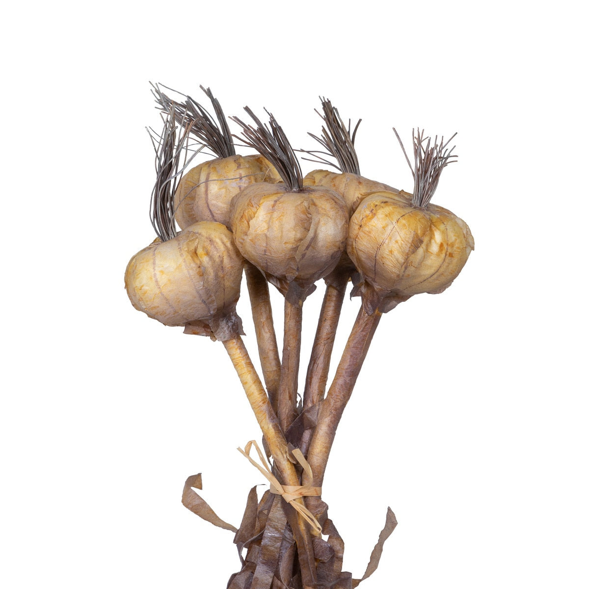 Dried Garlic, Bundle of 5 style shot 2