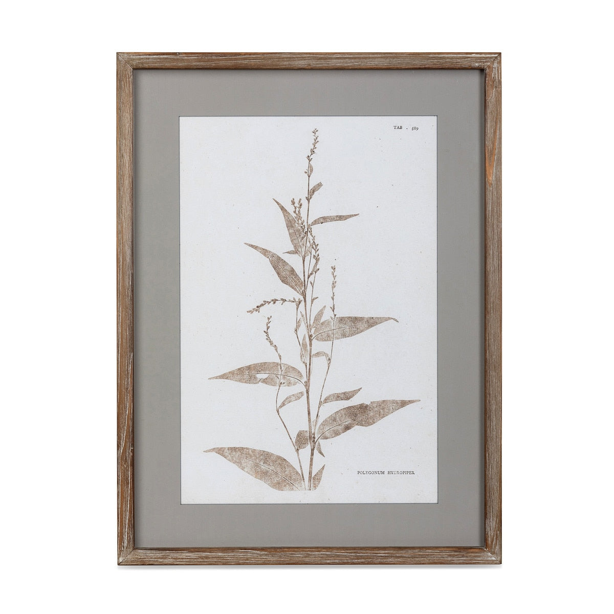 Framed Botanical Print, 6 Assorted Styles style shot 2