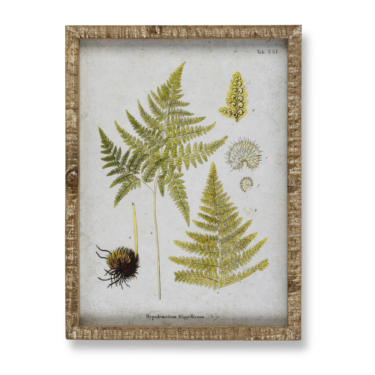 Garden Fern Framed Botanical Print, 8 Assorted Styles style shot 2