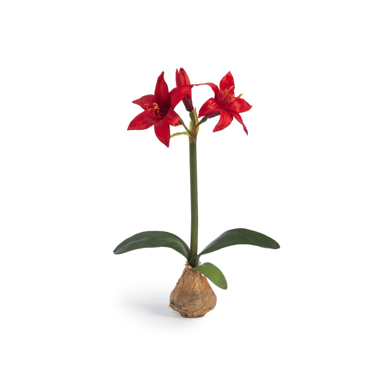 Star Amaryllis in Bulb Pot, Red style shot 1