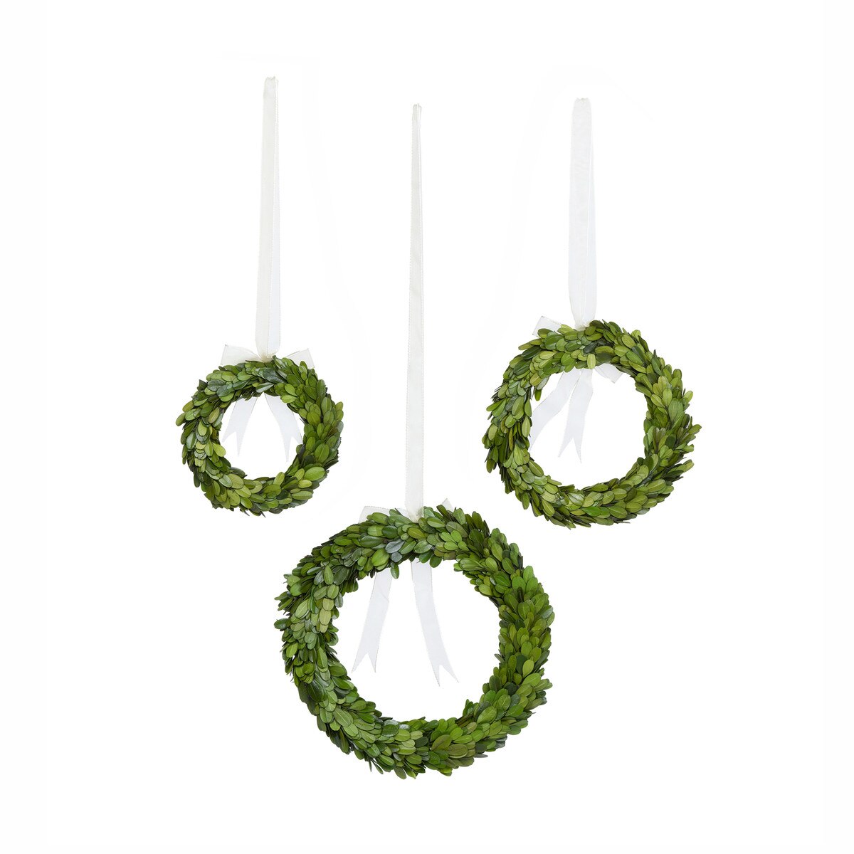 Preserved Boxwood Wreaths with Ivory Ribbon, Set of 3 style shot 2