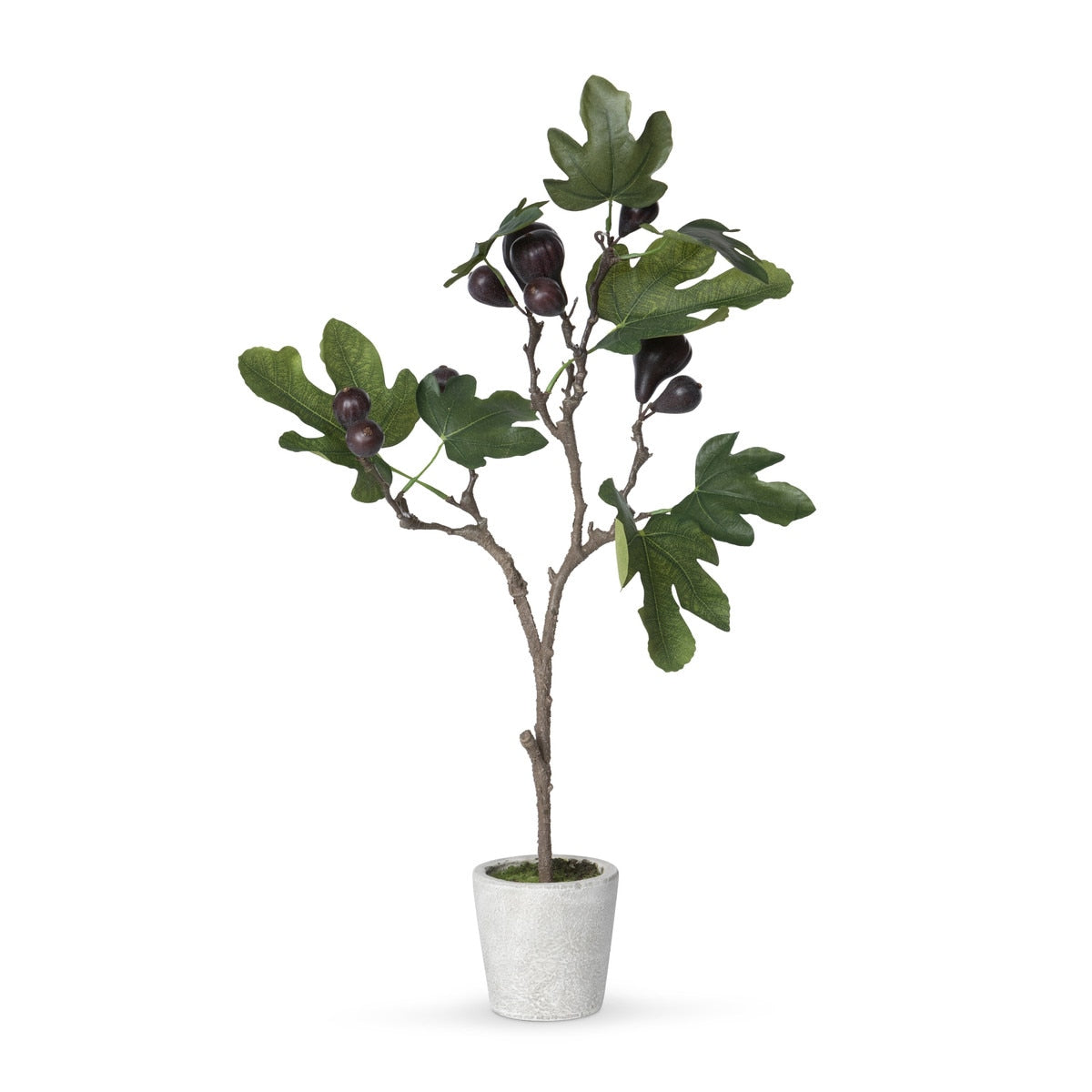 Mission Fig Topiary style shot 1