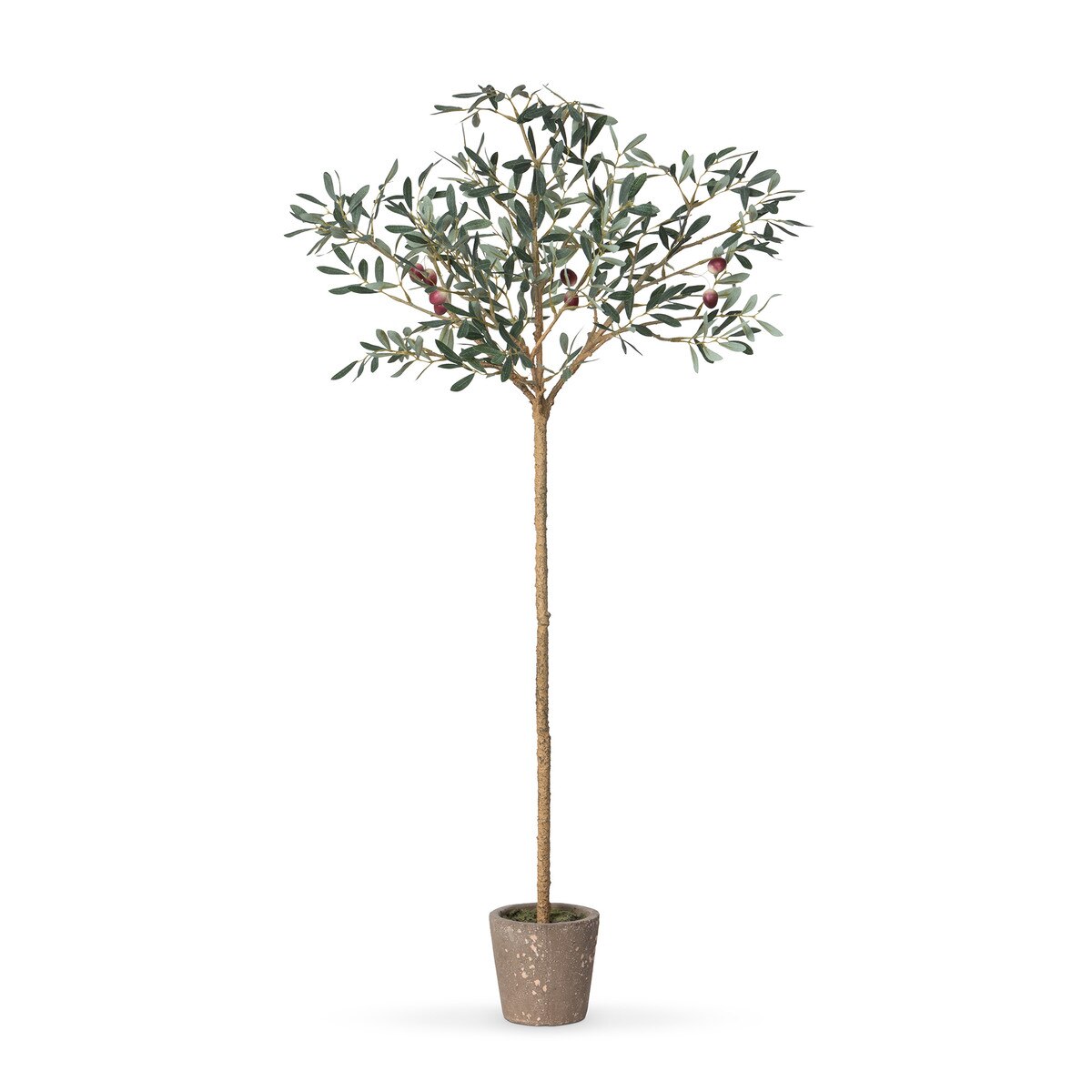 Olive Tabletop Potted Topiary style shot 1