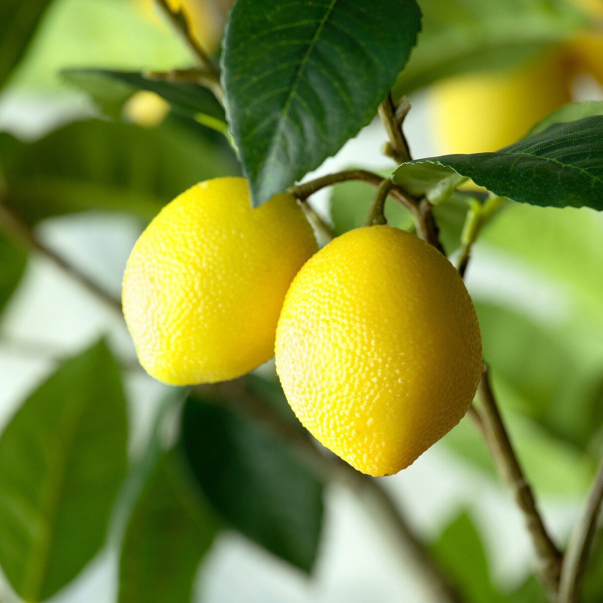 Lemon Tree in Plastic Pot style shot 1