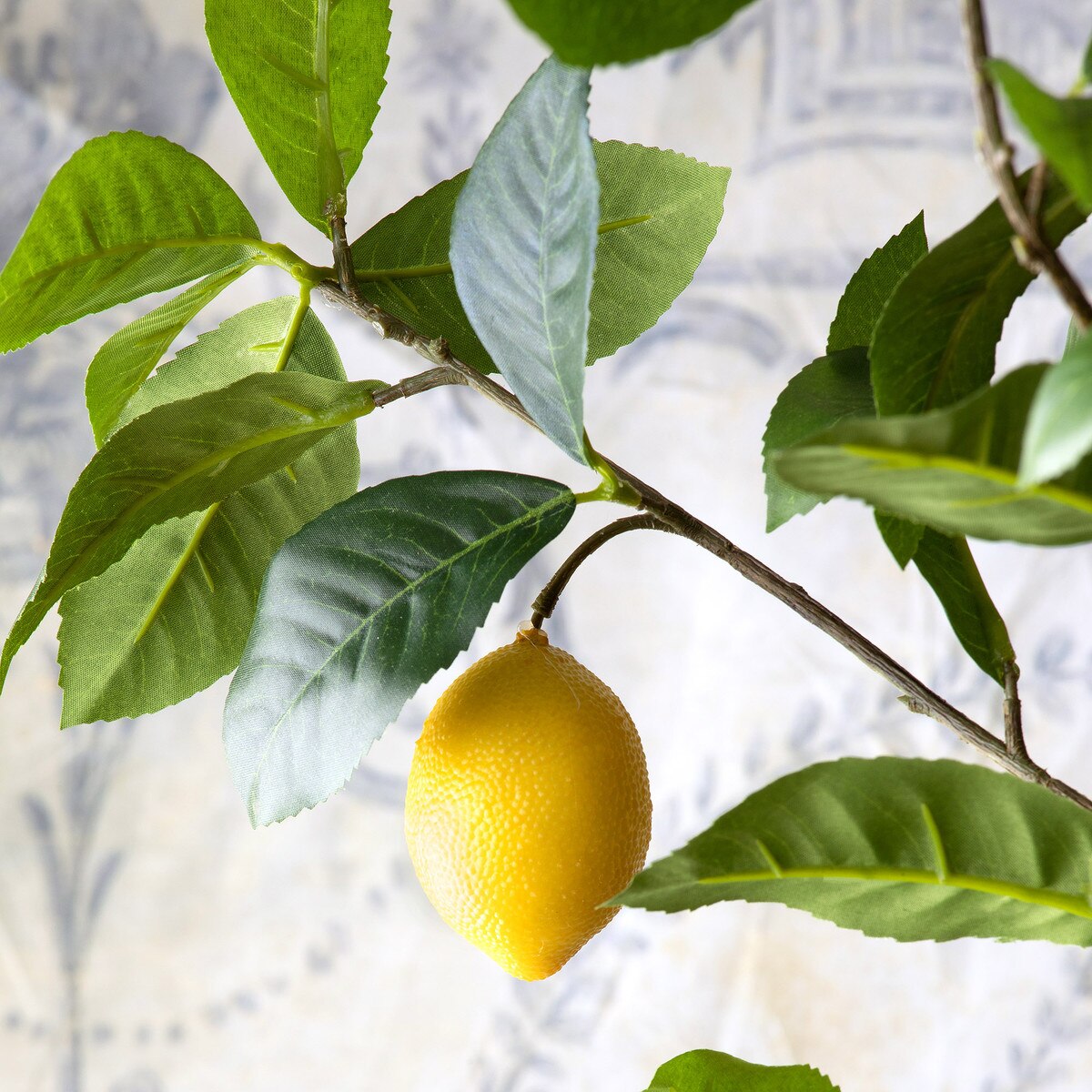 Lemon Tree in Plastic Pot style shot 2