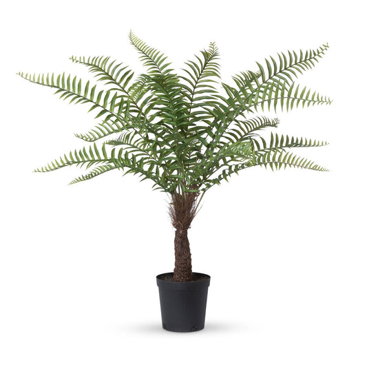 Giant Tree Fern in Growers Pot, 44 in. style shot 1