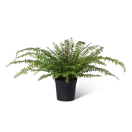 Fern In Growers Pot style shot 1