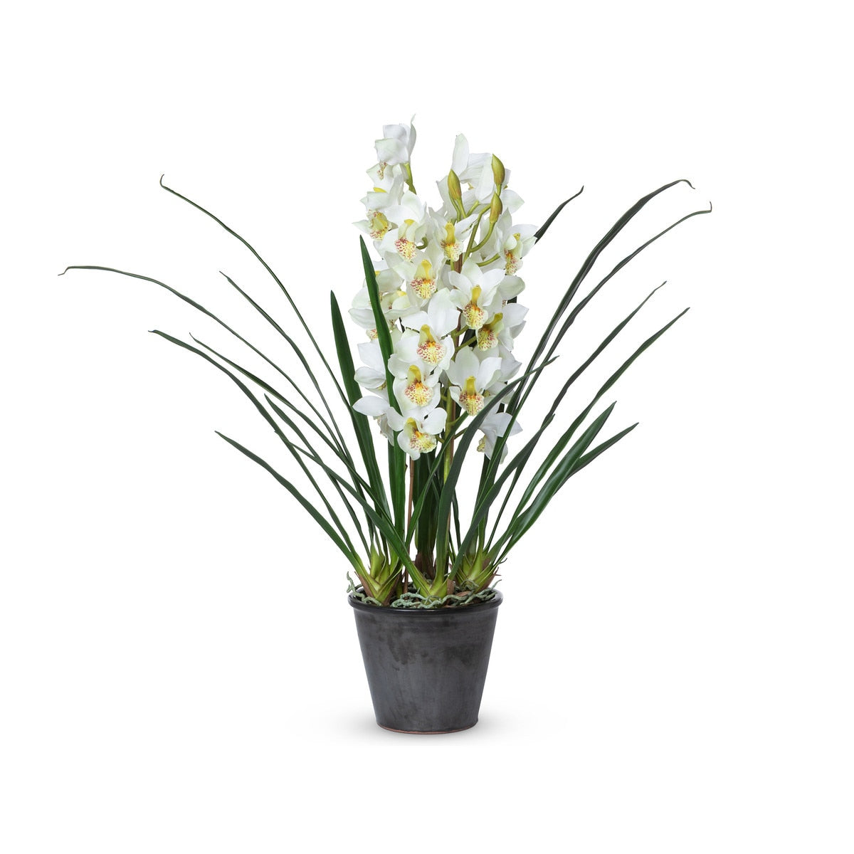 Cymbidium Plant, Potted style shot 1