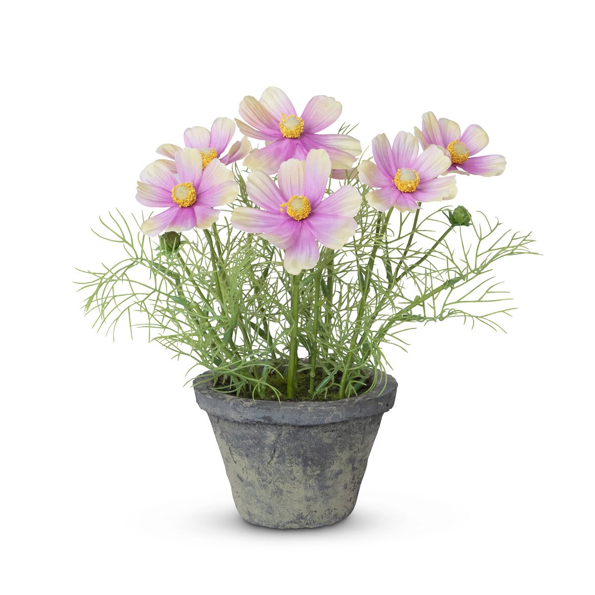 Cosmos Plant in Terra Cotta Pot, Light Mauve style shot 1