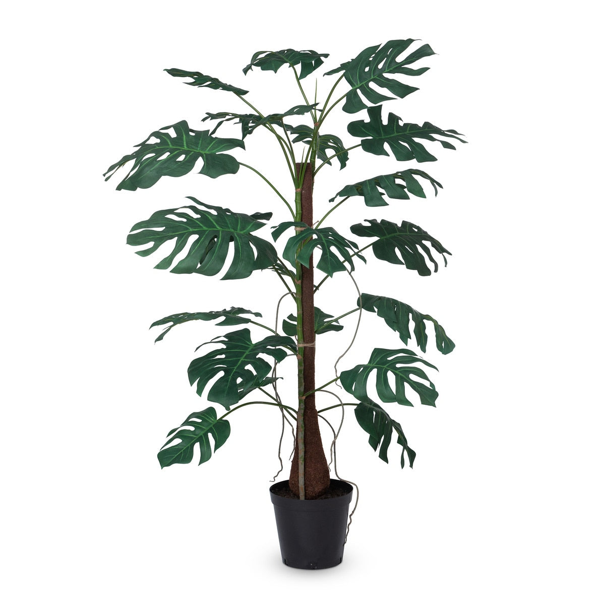 Climbing Giant Monstera Plant in Growers Pot style shot 1