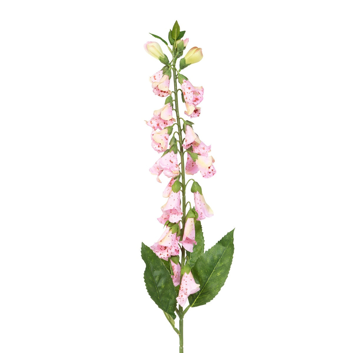 Crafted English Foxglove style shot 2