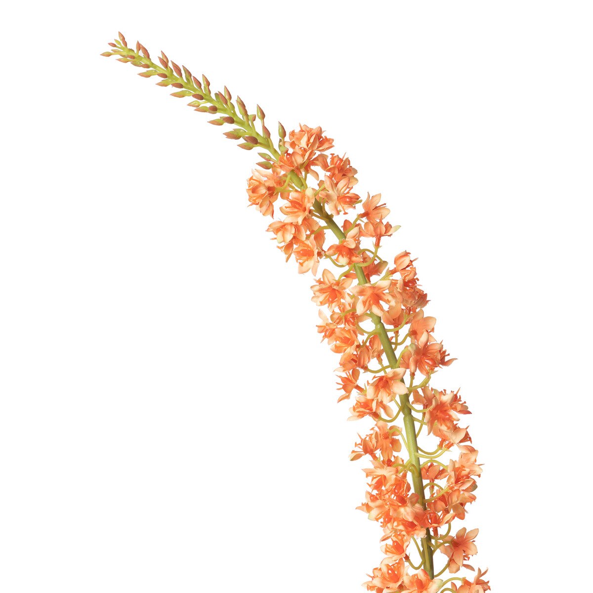 Eremurus Stem, Large style shot 2
