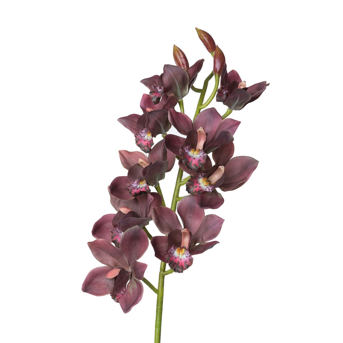 Cymbidium Orchid Stem, Mauve style shot 2
