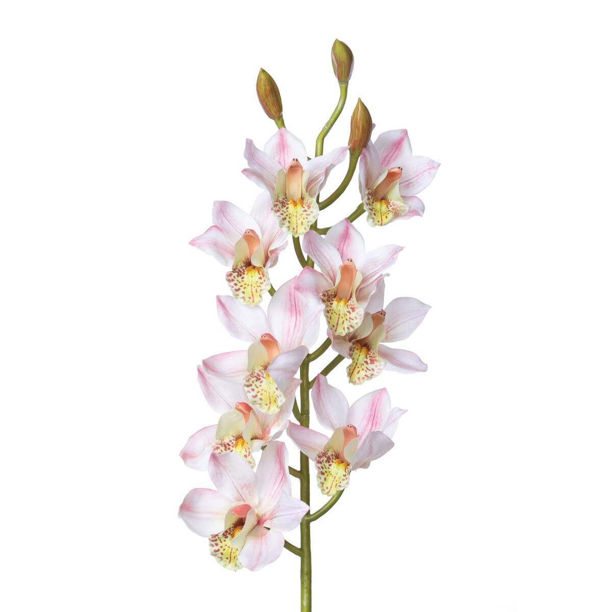 Cymbidium Orchid Stem, Pink style shot 2