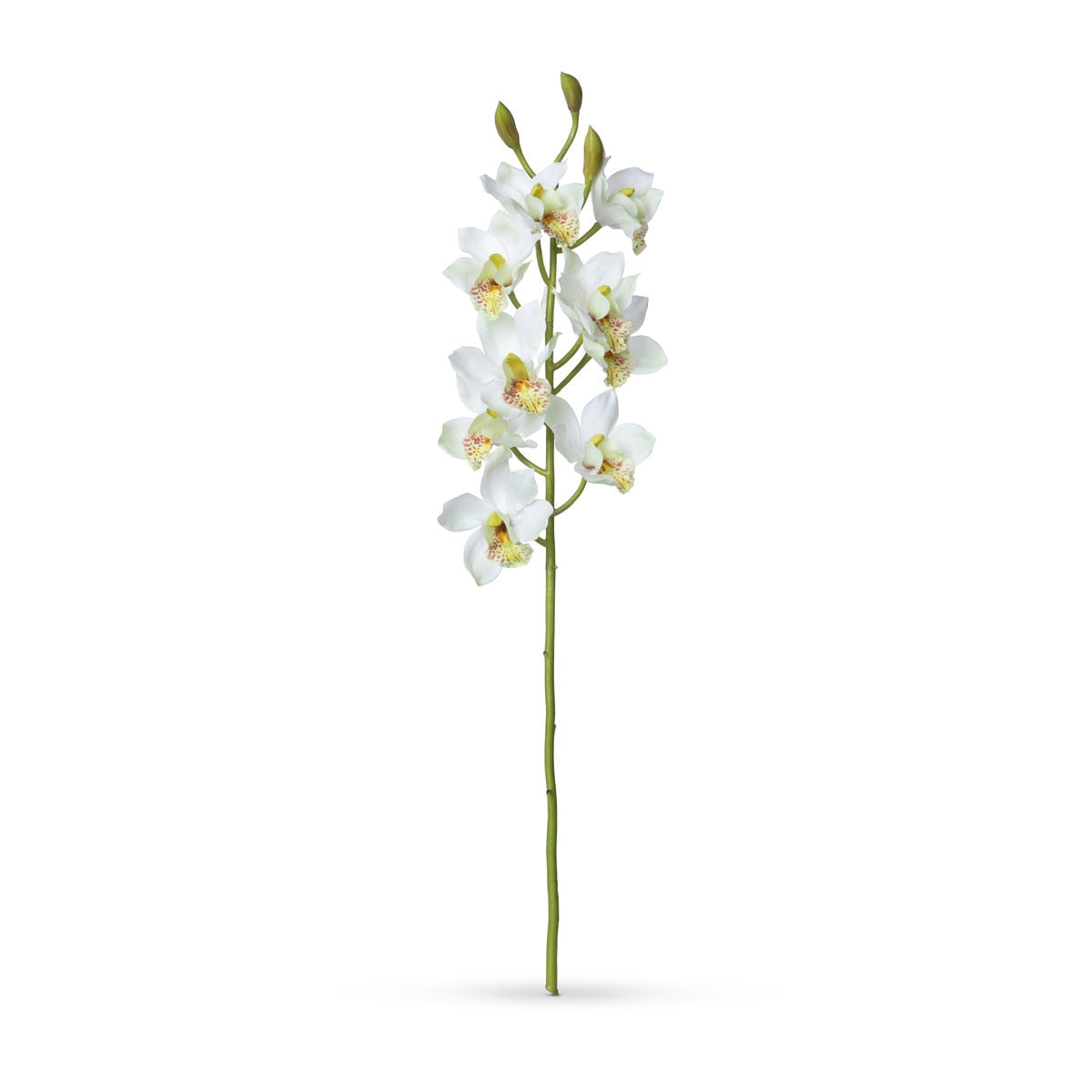 Cymbidium Orchid Stem, Cream style shot 1