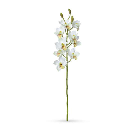 Cymbidium Orchid Stem, Cream style shot 1