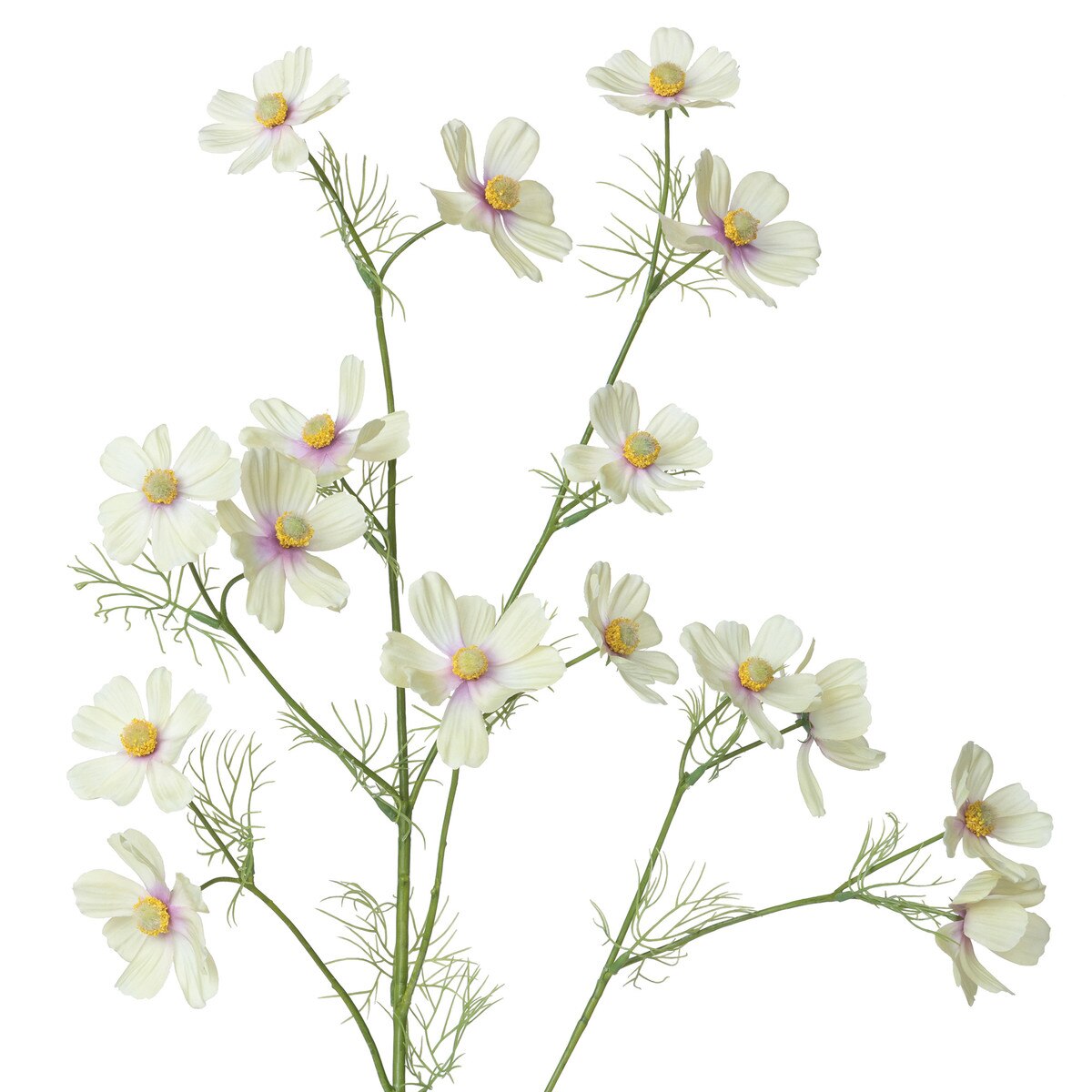 Cosmos Stem, Light Yellow style shot 2