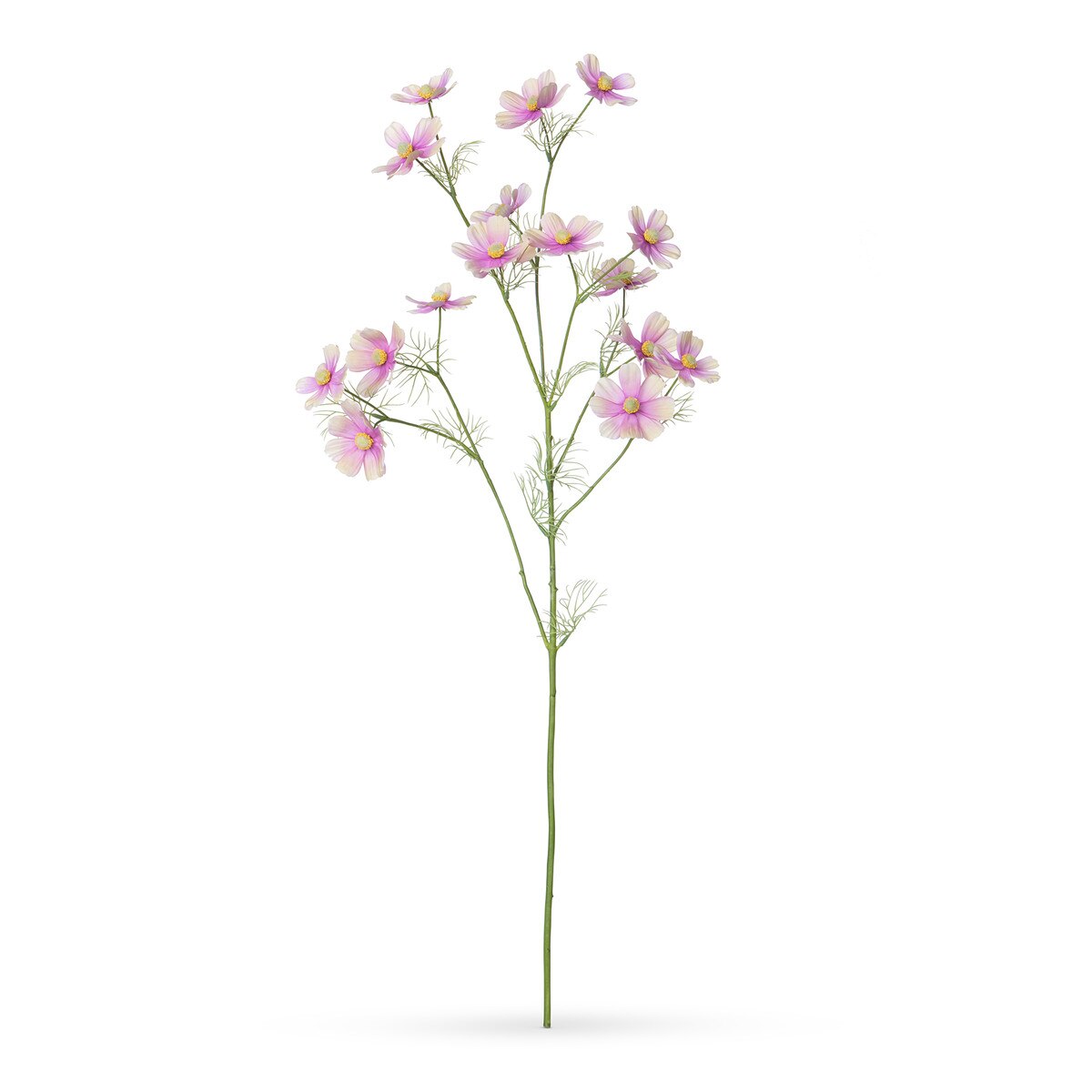 Cosmos Stem, Light Mauve style shot 1