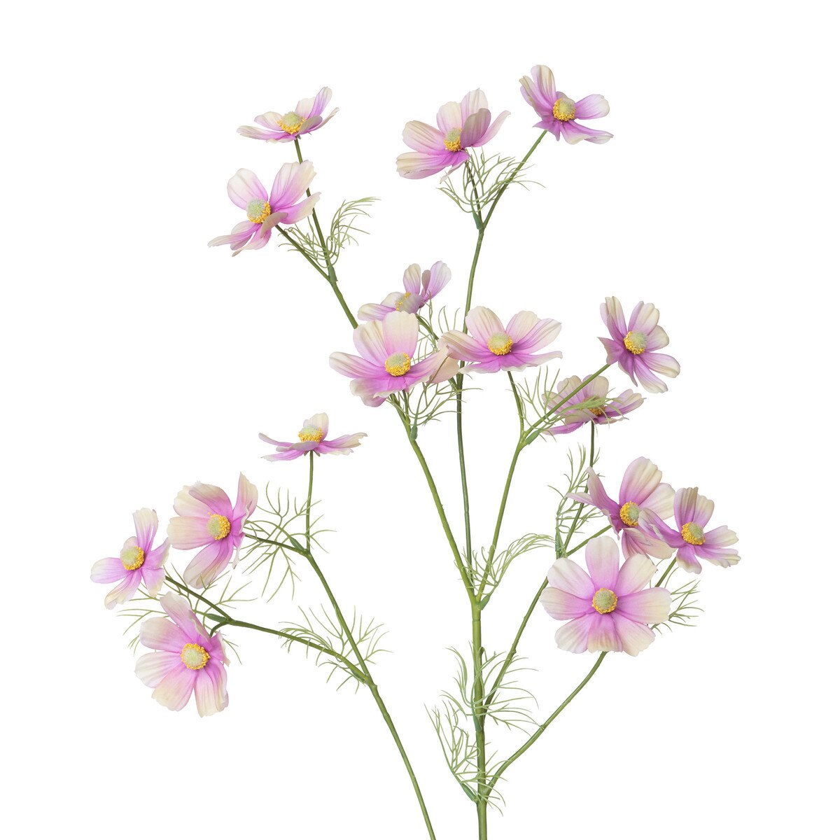 Cosmos Stem, Light Mauve style shot 2