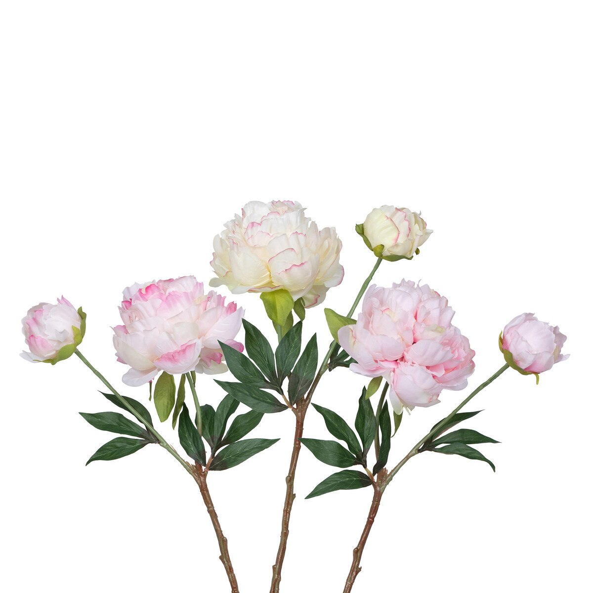 Garden Peony Cuttings, 3 Assorted Colors style shot 2