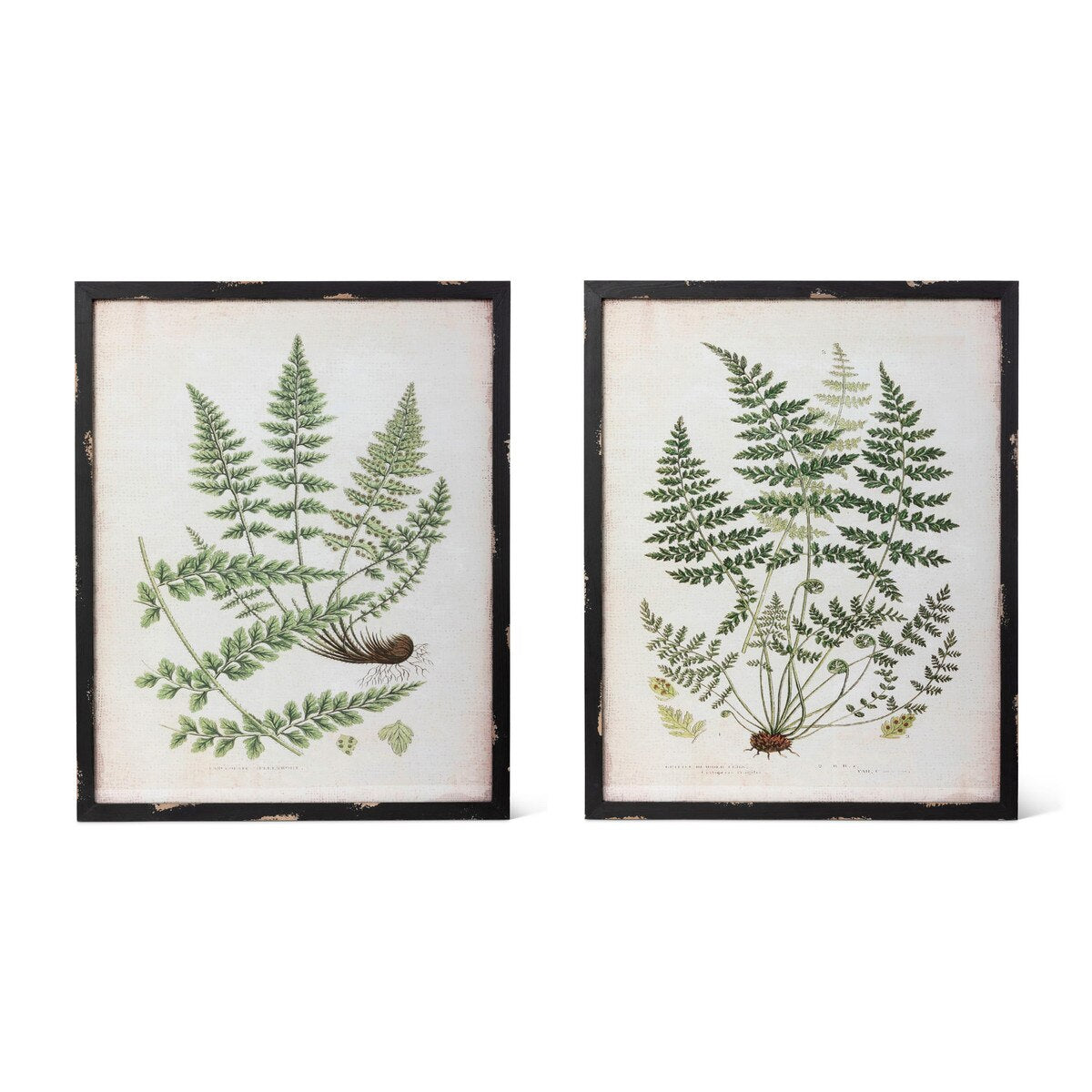 Botanical Study Fern Prints, 2 Assorted Styles style shot 1