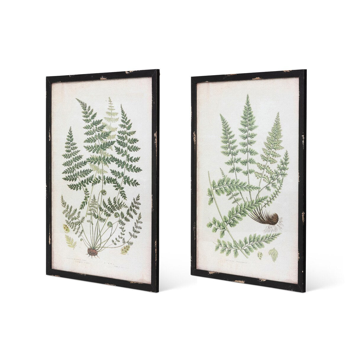 Botanical Study Fern Prints, 2 Assorted Styles style shot 2