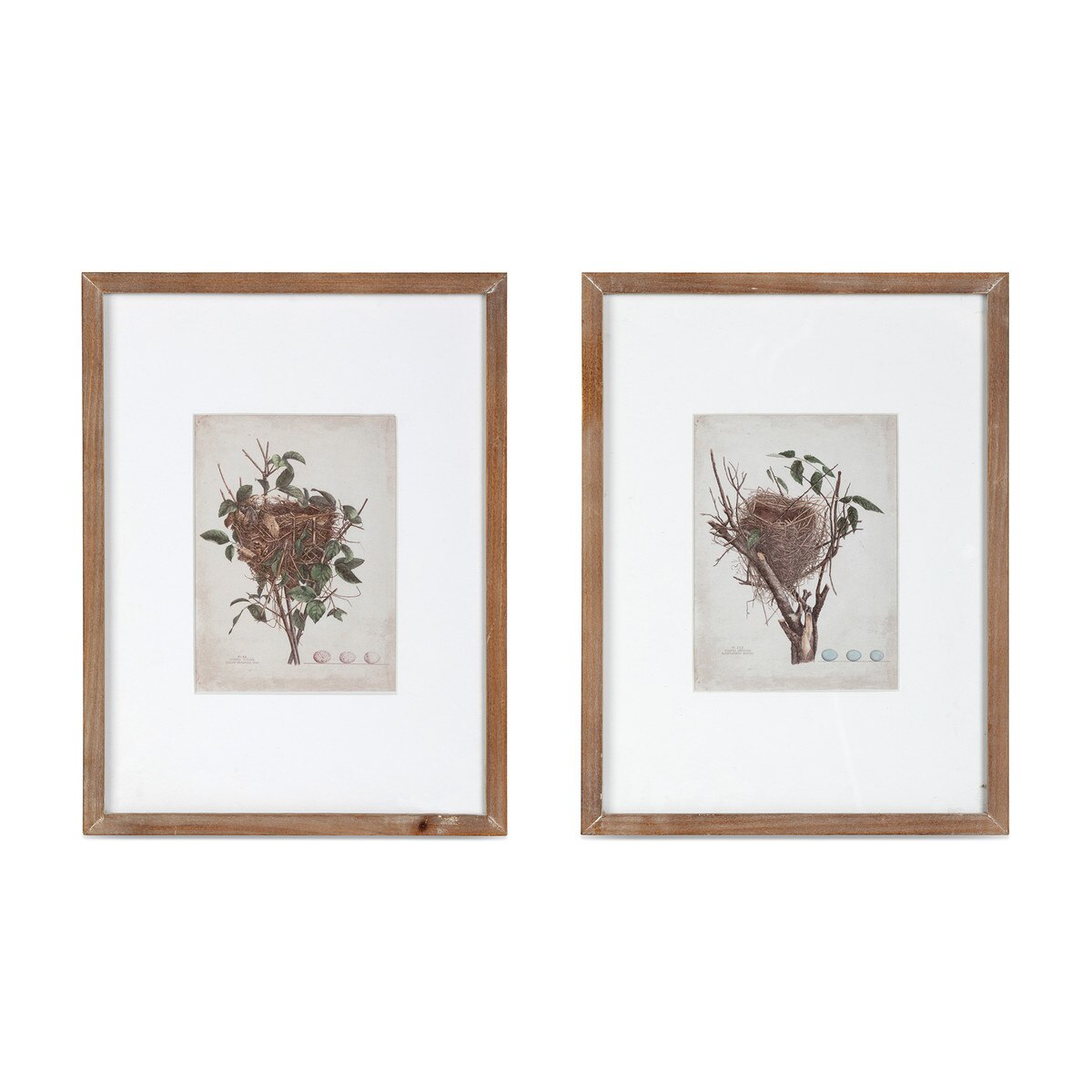 Feathered Nest Framed Print, 2 Assorted Styles