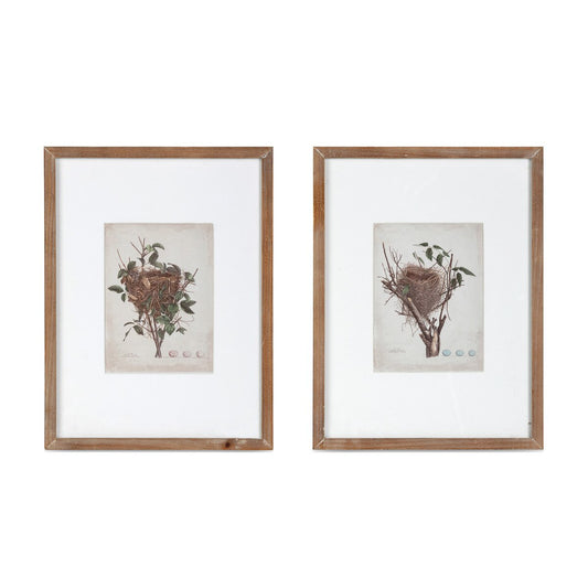 Feathered Nest Framed Print, 2 Assorted Styles