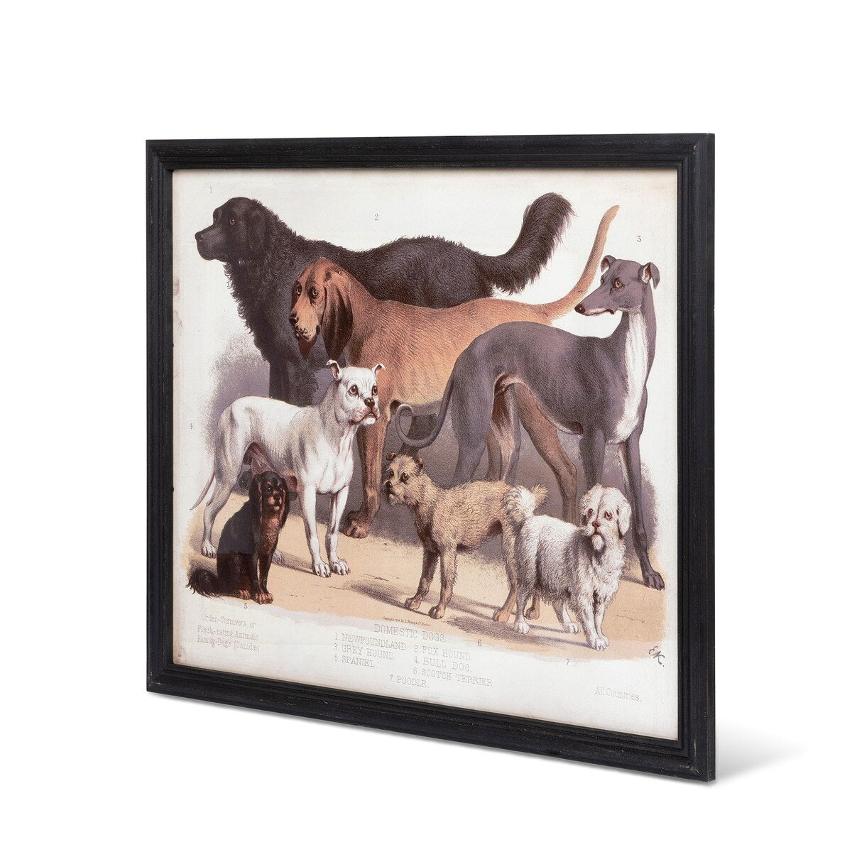 Domestic Dogs Framed Print style shot 2