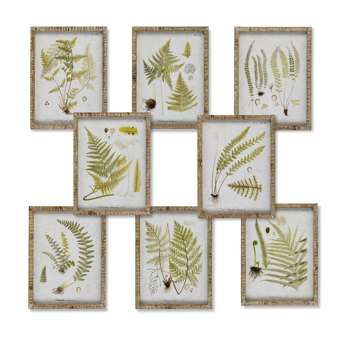 Garden Fern Framed Botanical Print, 8 Assorted Styles style shot 1