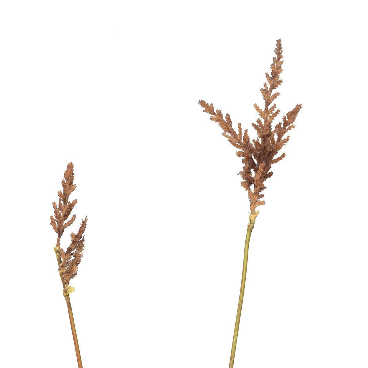 Pasture Grass Collection style shot 2