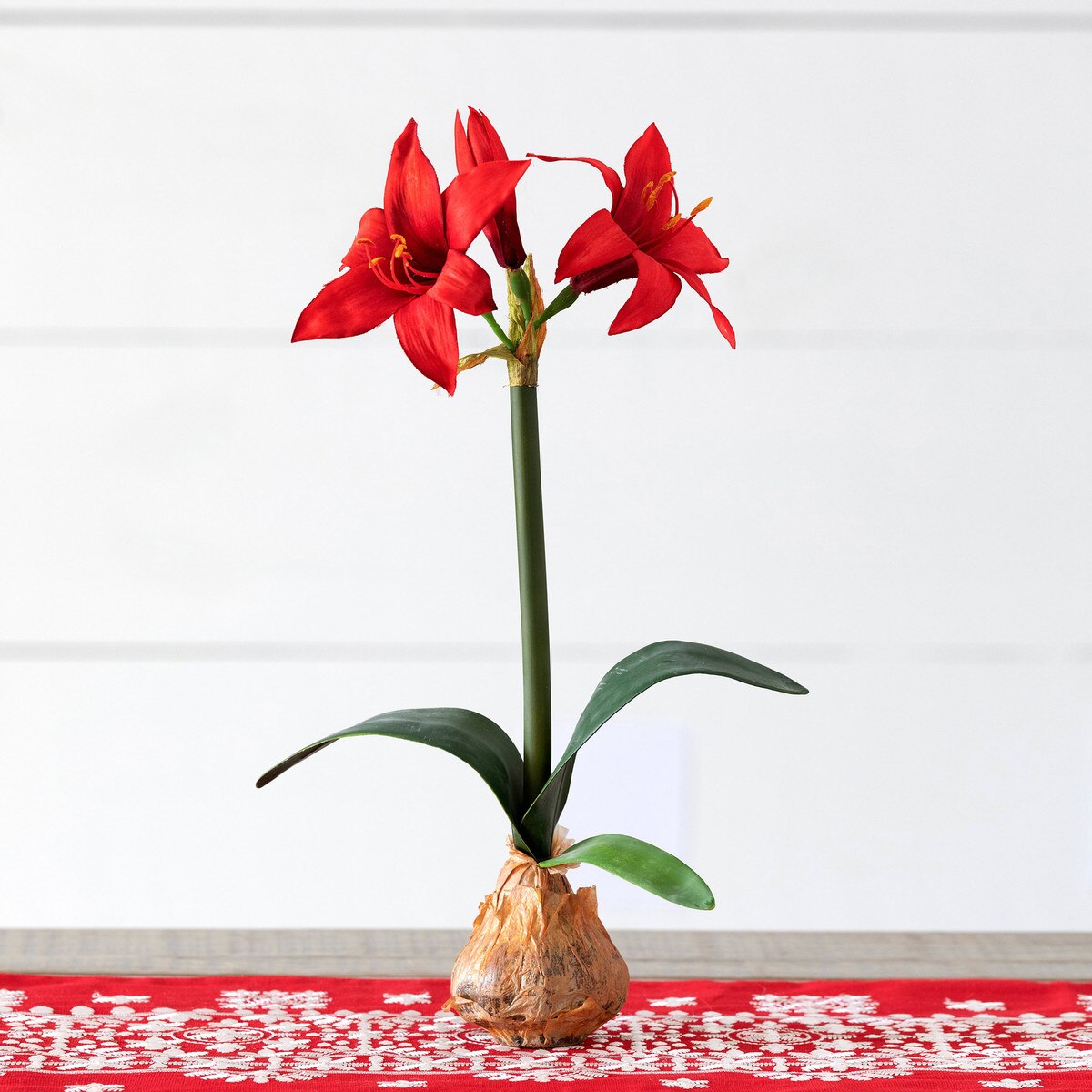 Star Amaryllis in Bulb Pot, Red
