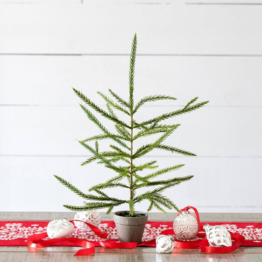 Norfolk Pine Potted Seedling, Small