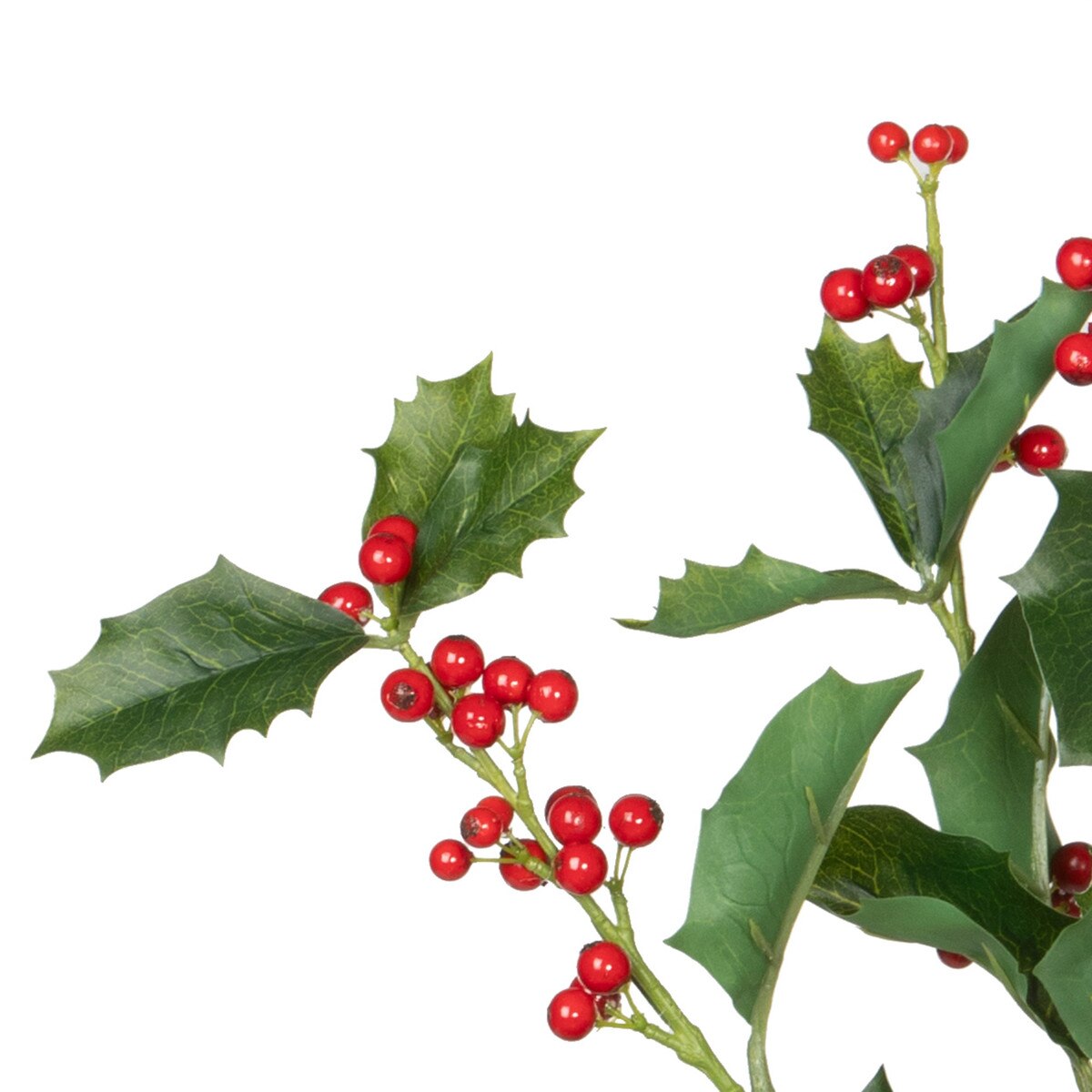 English Holly Stem style shot 2