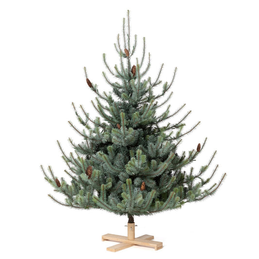 Park Hill Blue Spruce Christmas Tree, 5.5' Tree Lot style shot 1