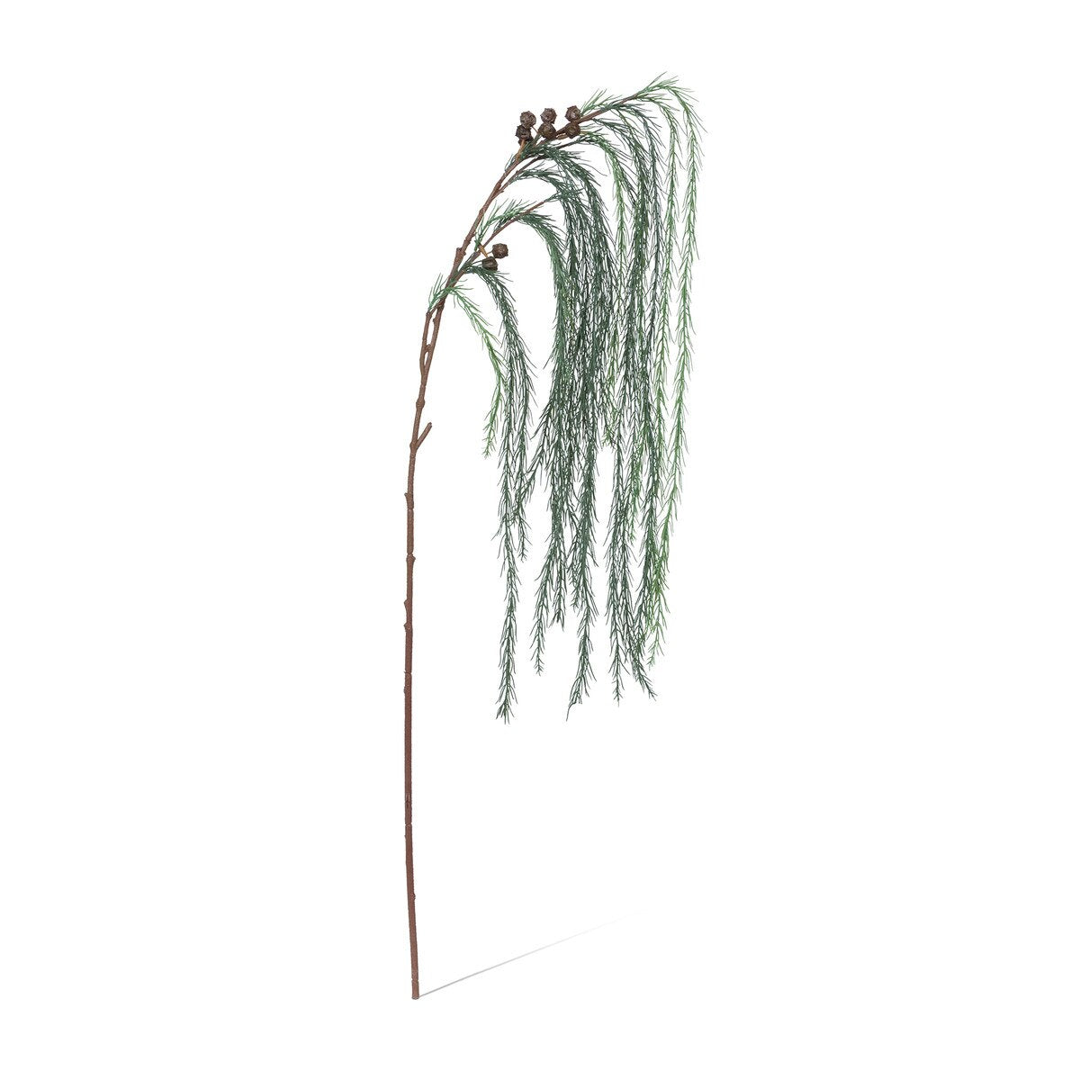 Weeping White Pine Spray style shot 1