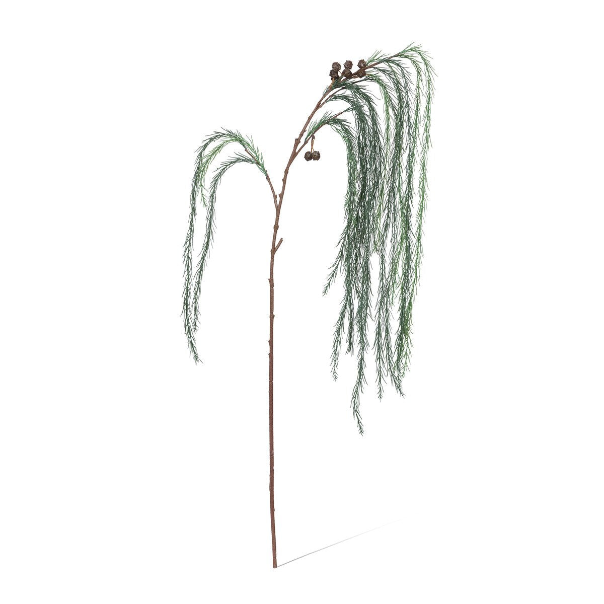 Weeping White Pine Spray style shot 2